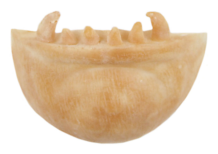 Grimas - Latex - Prosthetics - The Spotlight Make-Up 503